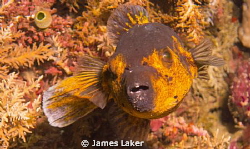 Pufferfish by James Laker 
